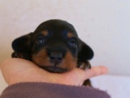 カニンヘンダックス　ブラック＆タン　女の子