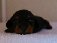 カニンヘンダックス　ブラック＆タン　女の子