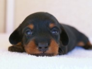 カニンヘンダックス　ブラック＆タン　女の子