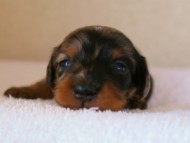 カニンヘンダックス　シルバータンダップル　男の子