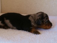 カニンヘンダックス　シルバータンダップル　男の子