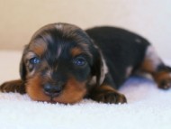 カニンヘンダックス　シルバータンダップル　男の子