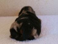 カニンヘンダックス　シルバータンダップル　男の子