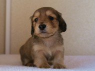 カニンヘンダックス　シューデットクリーム　男の子