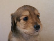 カニンヘンダックス　シューデットクリーム　男の子