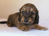 カニンヘンダックス　シューデットクリーム　男の子