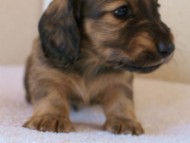 カニンヘンダックス　シューデットクリーム　男の子