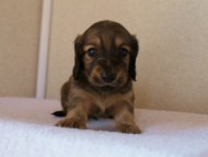 カニンヘンダックス　シューデットクリーム　男の子