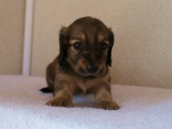 カニンヘンダックス　シューデットクリーム　男の子