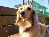 ミニチュワダックス　シューデットクリーム　　女の子