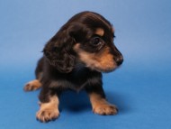 カニンヘン 子犬 ブラック＆クリーム 女の子 しずるの赤ちゃん 11/18生まれ