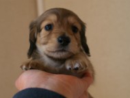 カニンヘンダックスフンド　シューデットクリーム　男の子