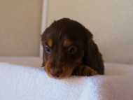 カニンヘンダックスフンド　チョコ＆タン　男の子