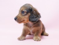 カニンヘン 子犬 シェーデットレット 男の子 ユジンの赤ちゃん 11/16生まれ