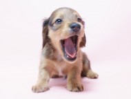 カニンヘン 子犬 シェーデットレット 男の子 ユジンの赤ちゃん 11/16生まれ カニンヘン 子犬 シェーデットレット 男の子 ユジンの赤ちゃん 11/16生まれ