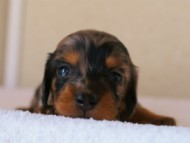 カニンヘンダックスフンド　シルバータンダップル　女の子　オーナー募集中