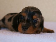 カニンヘンダックスフンド　シルバータンダップル　女の子　オーナー募集中