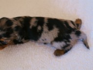 カニンヘンダックスフンド　シルバータンダップル　女の子　オーナー募集中