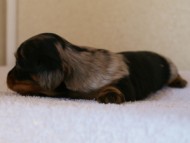 カニンヘンダックス　シルバータンダップル　男の子