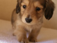 カニンヘンダックス　シューデットクリーム　男の子