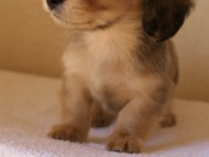 カニンヘンダックス　シューデットクリーム　男の子