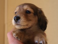 カニンヘンダックス　シューデットクリーム　男の子