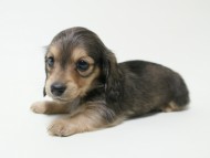 カニンヘン 子犬 シェーデットクリーム 女の子 ユジンの赤ちゃん 11/16生まれ