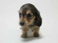 カニンヘン 子犬 シェーデットクリーム 女の子 ユジンの赤ちゃん 11/16生まれ カニンヘン 子犬 シェーデットクリーム 女の子 ユジンの赤ちゃん 11/16生まれ