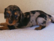 カニンヘンダックス　シルバータンダップル　女の子