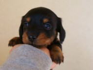 カニンヘンダックス　ブラック＆タン　女の子