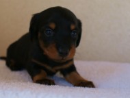 カニンヘンダックス　ブラック＆タン　女の子