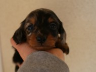 カニンヘンダックス　シルバータンダップル　男の子