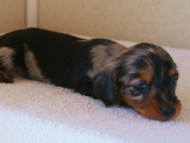 カニンヘンダックス　シルバータンダップル　男の子