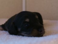 2012.1.24生まれブラック＆クリーム男の子