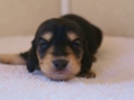 カニンヘンダックス　ブラック＆クリーム　女の子