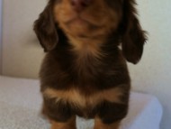 カニンヘンダックス　チョコ＆タン　マッシュ君