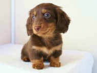 カニンヘンダックス　チョコ＆タン　マッシュ君