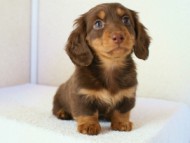 カニンヘンダックス　チョコ＆タン　マッシュ君