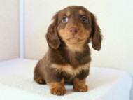 カニンヘンダックス　チョコ＆タン　マッシュ君