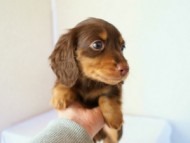 2011.12.22生まれチョコ＆タン男の子