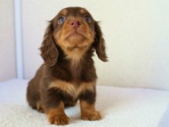 2011.12.22生まれチョコ＆タン男の子