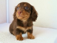 2011.12.22生まれチョコ＆タン男の子