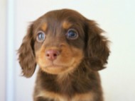 2011.12.22生まれチョコ＆タン男の子