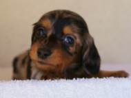 2012.1.13生まれシルバータンダップル女の子（オーナー募集中♪）