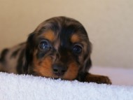 2012.1.13生まれシルバータンダップル女の子（オーナー募集中♪）