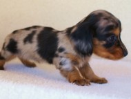 2012.1.13生まれシルバータンダップル女の子（オーナー募集中♪）