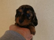 2012.1.13生まれシルバータンダップル女の子（オーナー募集中♪）