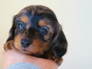 2012.1.13生まれシルバータンダップル女の子（オーナー募集中♪）