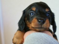 2012.1.13生まれブラック＆タン女の子