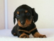 2012.1.13生まれブラック＆タン女の子